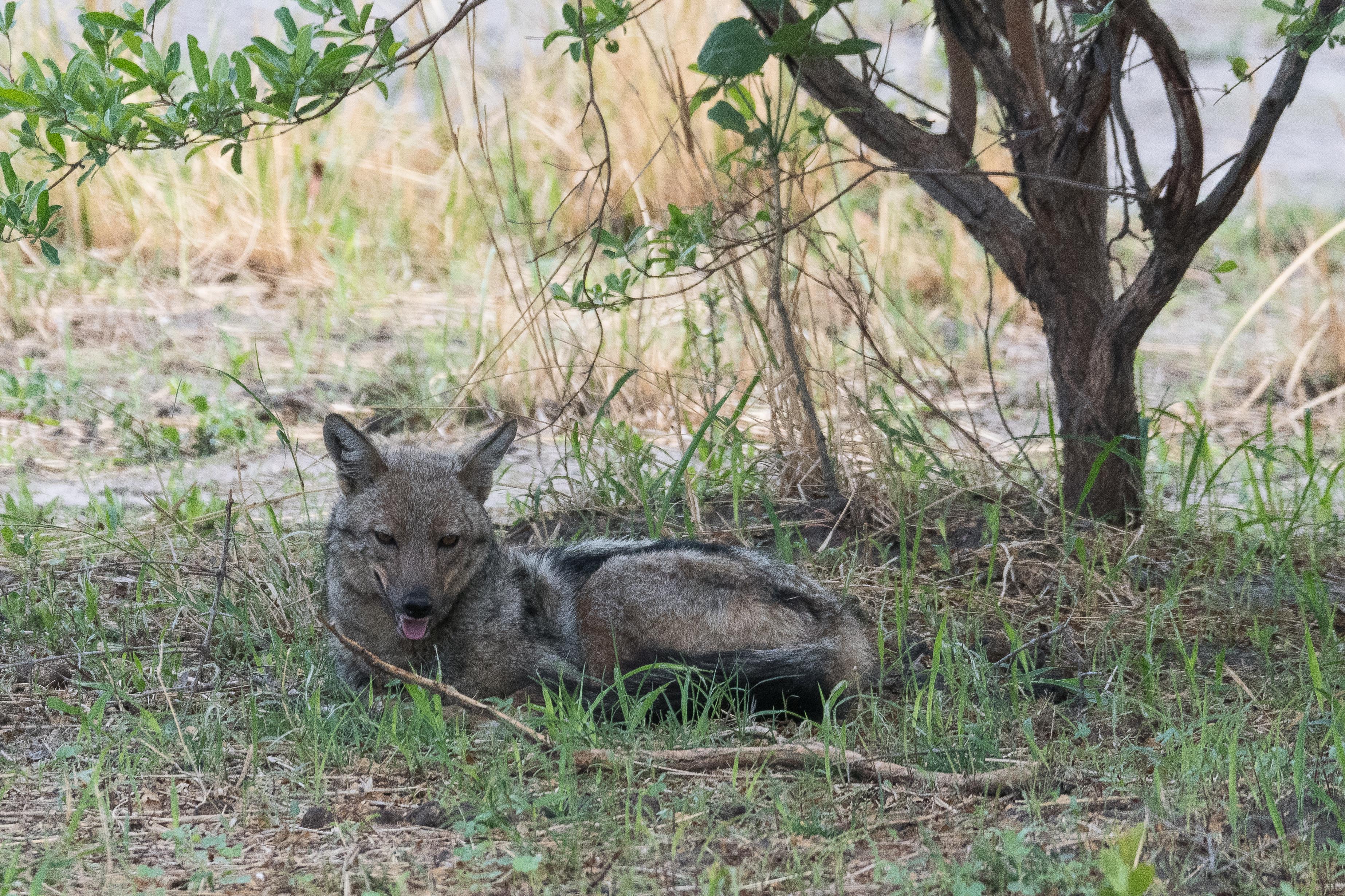 : Chacal à flancs rayés (Side-striped jackal, Lupulella adusta), adulte au repos, Kwando Réserve, Delta de l'Okavango, Botswana.